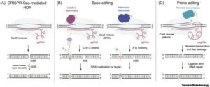CRISPR pathway img